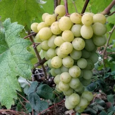 frumoasa-albe-3-230483