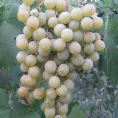 frumoasa-albe-4-230483