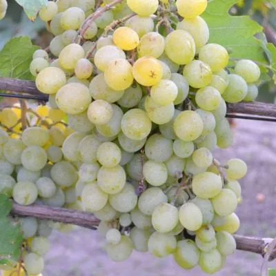 frumoasa-albe-5-230483