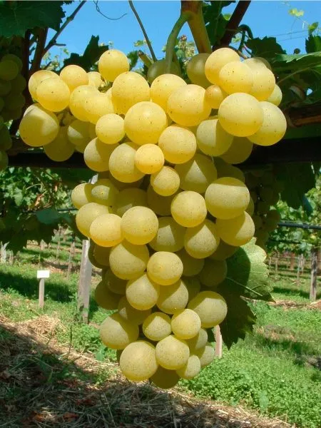 frumoasa-albe-main-230483