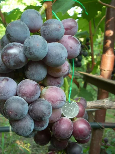 fudzhiminori-1-233632