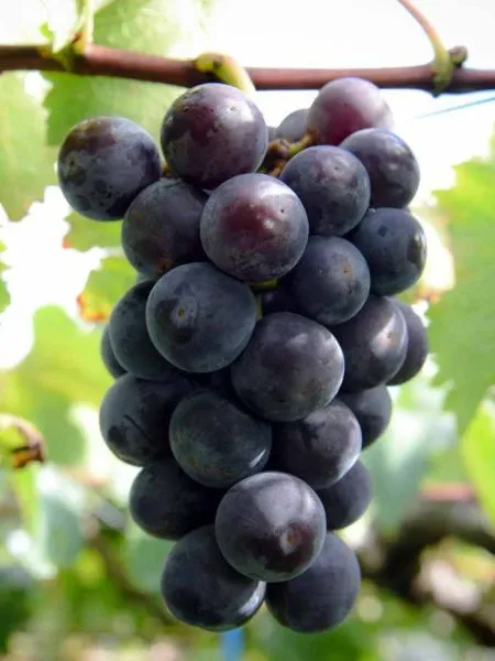 fudzhiminori-2-233632