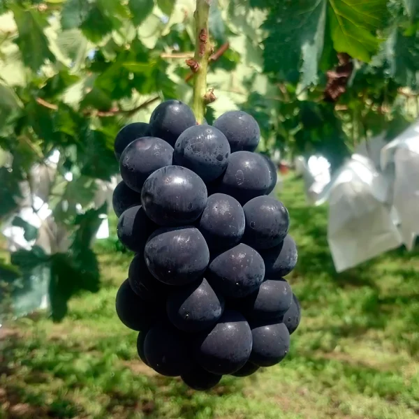 fudzhiminori-4-233632