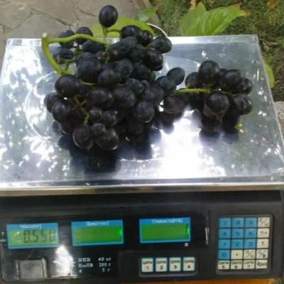 fudzhiminori-5-233632