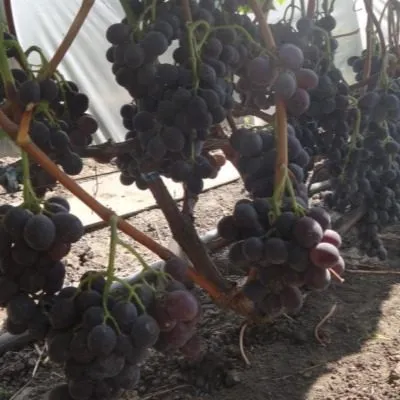 fudzhiminori-6-233632