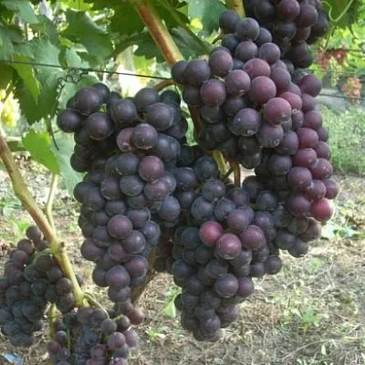 fudzhiminori-8-233632