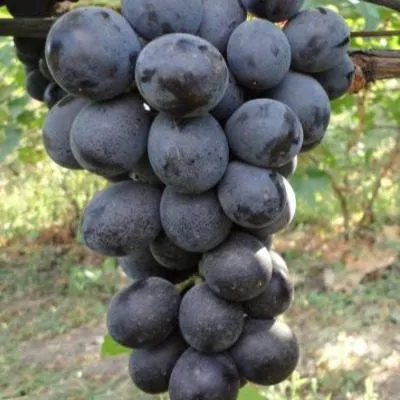 fudzhiminori-9-233632