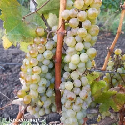 furmint-4-237625