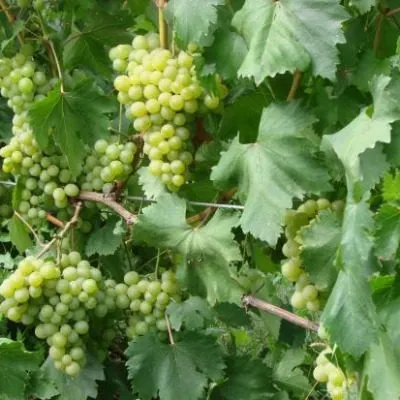 galbena-nou-3-229844