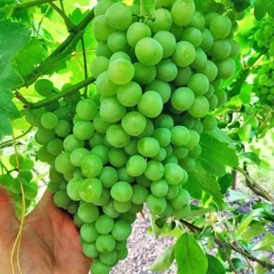 galbena-nou-5-229844