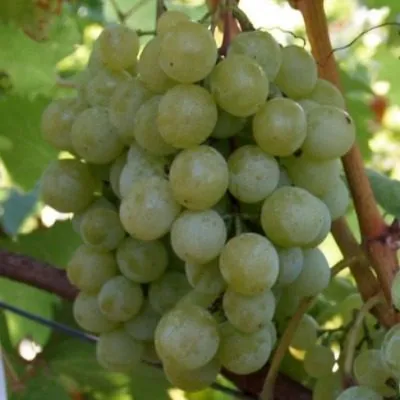 galbena-nou-6-229844