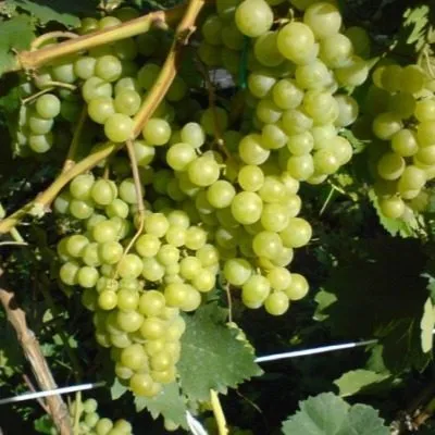 galbena-nou-7-229844