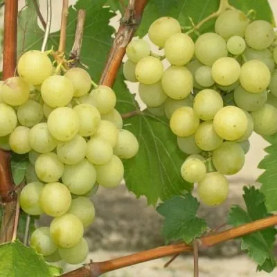 galbena-nou-8-229844