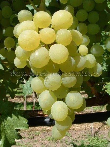 galbena-nou-main-229844