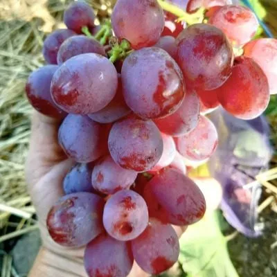 gennadiy-main-234002