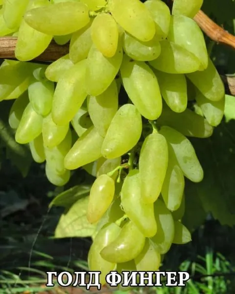 gold-finger-2-231234