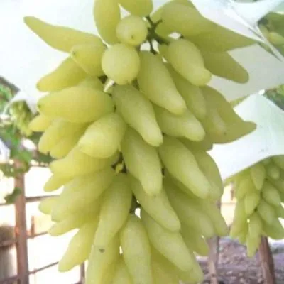 gold-finger-4-231234