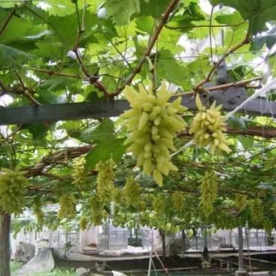 gold-finger-5-231234