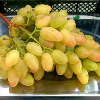 gold-finger-6-231234