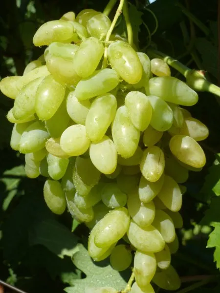 gold-finger-main-231234