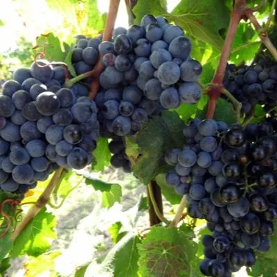 granatovyy-main-236505