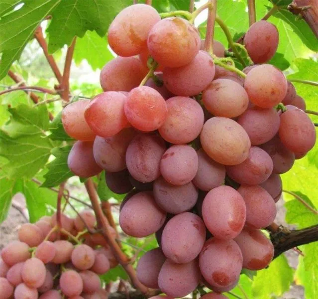 hameleon-main-232763