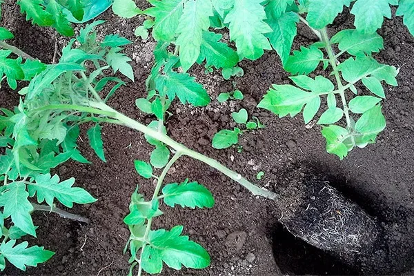 извлечение рассады1