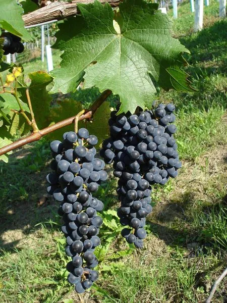 kaberne-yura-2-232188