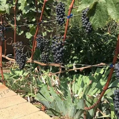 kaberne-yura-4-232188