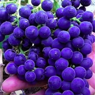 kaberne-yura-5-232188