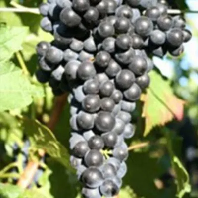 kaberne-yura-6-232188