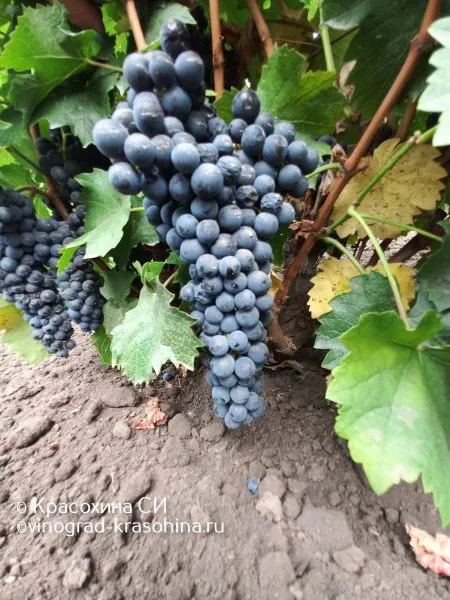 kaberne-yura-main-232188