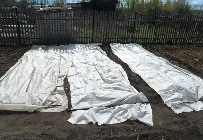 снятие агроволокна весной