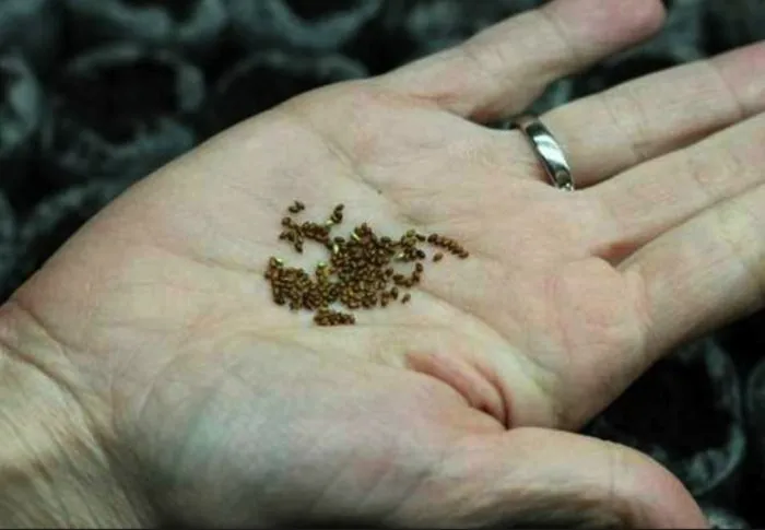 мелкие семена виолы в руке