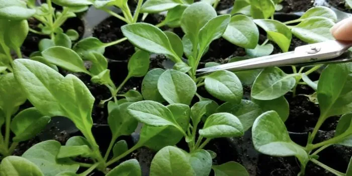 прищипка верхушки виолы