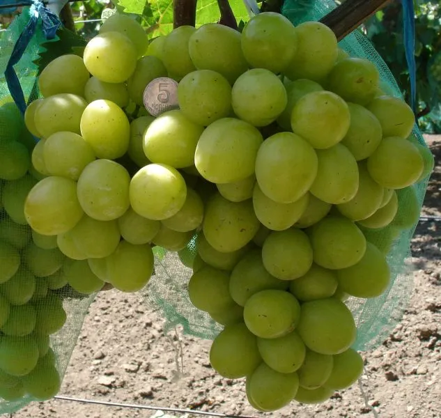 kievskiy-belyy-2-230000