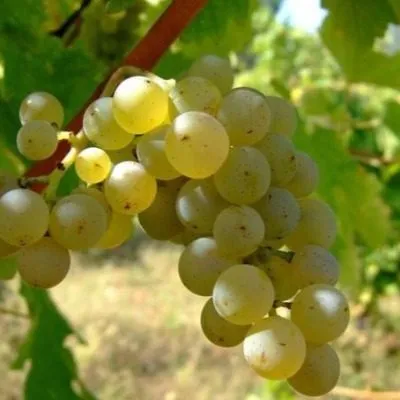 kievskiy-belyy-3-230000