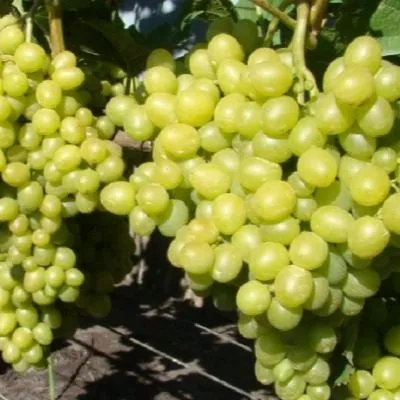 kievskiy-belyy-4-230000