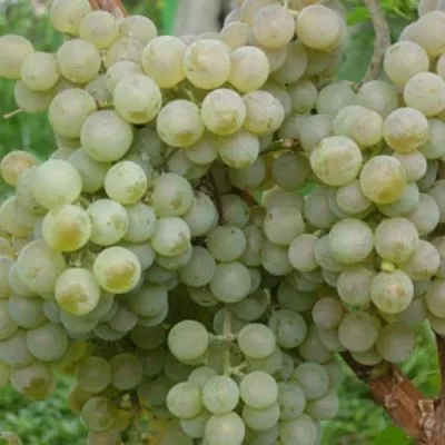 kievskiy-belyy-5-230000