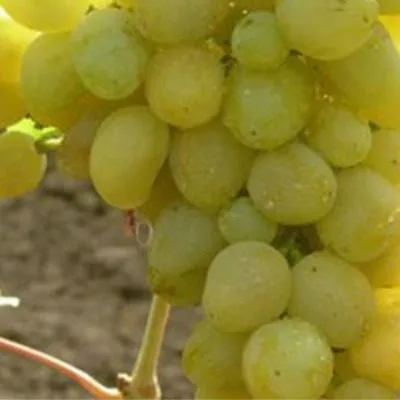 kievskiy-belyy-7-230000