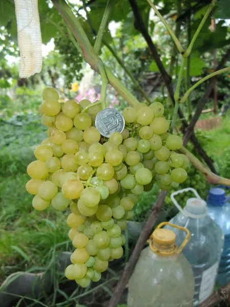 kievskiy-belyy-main-230000