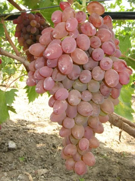 kishmish-novocherkasskiy-1-230633