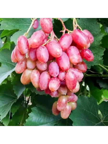 kishmish-novocherkasskiy-3-230633