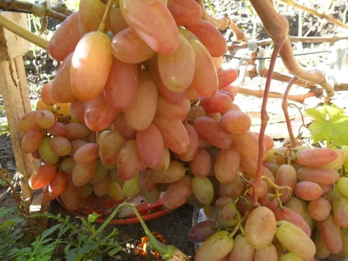 kishmish-novocherkasskiy-4-230633