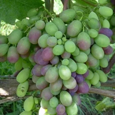 kishmish-novocherkasskiy-5-230633