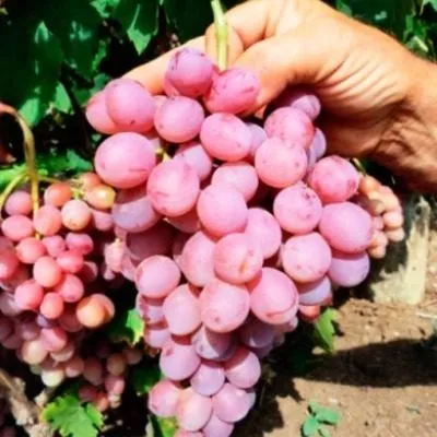 kishmish-novocherkasskiy-6-230633