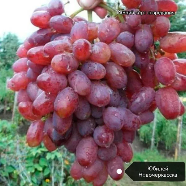 kishmish-novocherkasskiy-main-230633