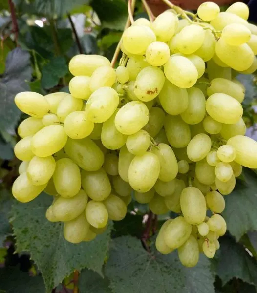 kishmish-sagrayon-1-226597