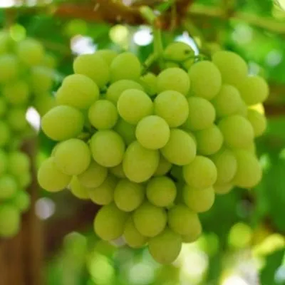 kishmish-sagrayon-2-226597