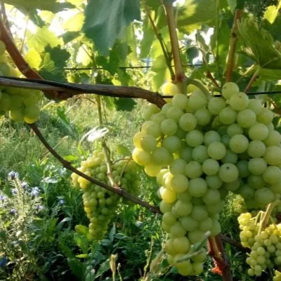 kishmish-sagrayon-3-226597